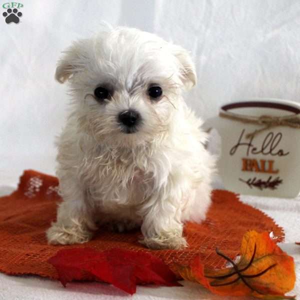 Rosa, Maltese Puppy